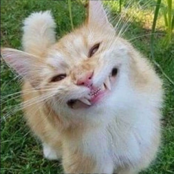 Meet your Posher, Cheryl - Picture 1 of 1